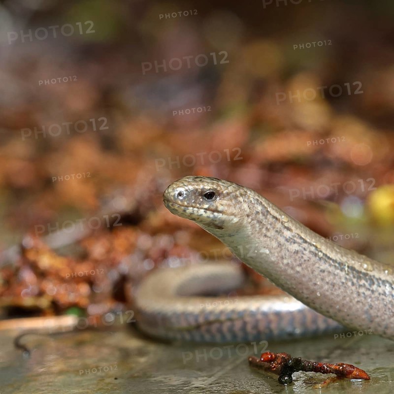 Slow worm (Anguis fragilis), Wilnsdorf, North Rhine-Westphalia, Germany