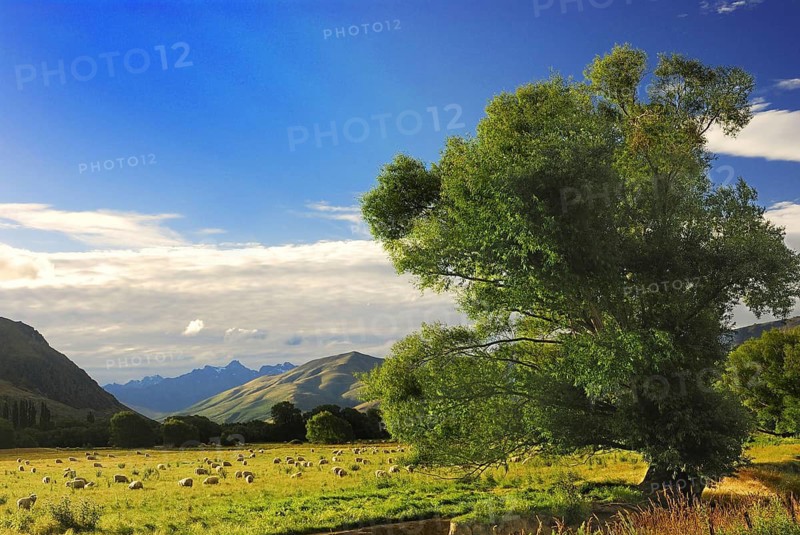 Flock of sheep, Otago, South Island of New Zealand