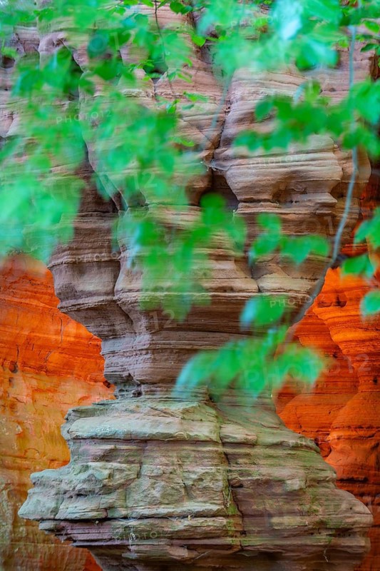 Beech (Fagus), beech family (Fagaceae), red sandstone cliff, glowing rock, Altschlossfelsen, Dahn, Dahner Felsenland, Palatinate Forest, Rhineland-Palatinate, Germany