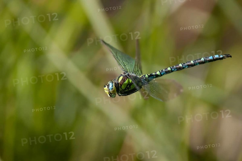 Aeshna cyanea, blue-green mosaic maiden, southern hawker, anisoptera, damselflies, dragonflies, flying, flight, insects, dragonflies, male, odonata