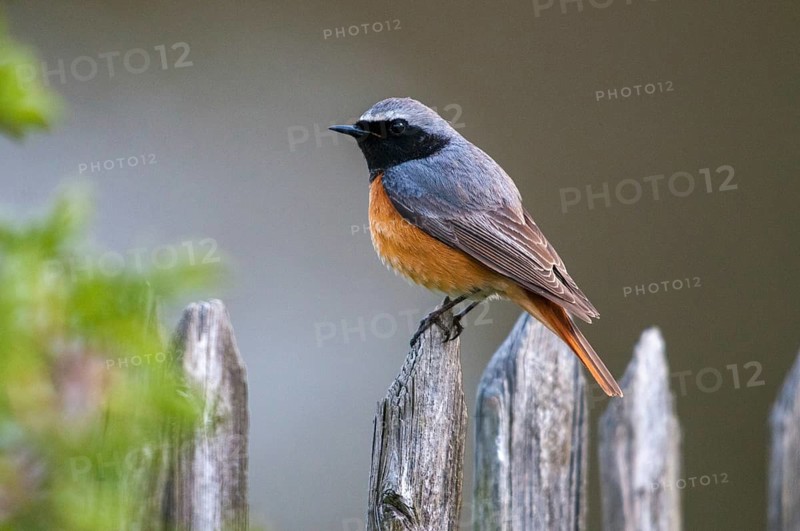 Garden redtail, Phoenicurus phoenicurus, redstart, birds, garden fence, garden birds, garden fence, male, passeri, songbirds, birds