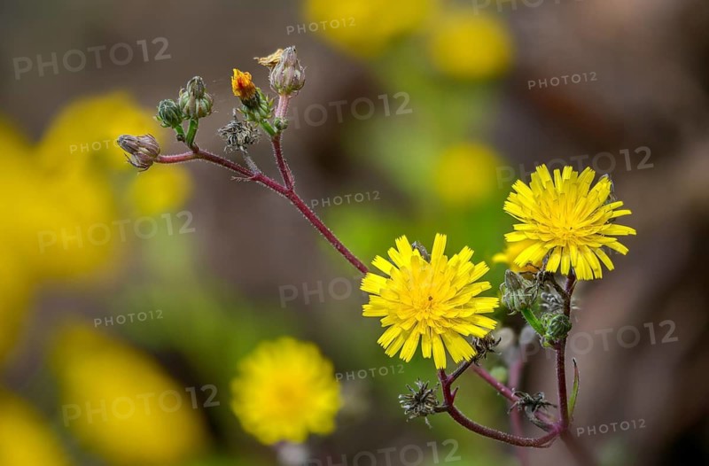 Bitter herb, common bitter herb, hawkweed bitter herb, hawkweed oxtongue, picris hieracioides, flora, plants, plants
