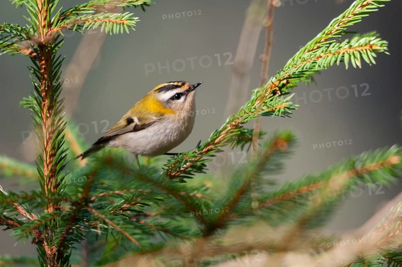 Common firecrest, golden chickens, regulus ignicapillus, golden chickens, birds, passeri, songbirds, songbirds, birds