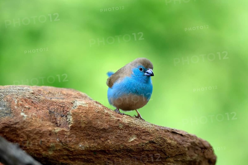 Blue Asterin (Uraeginthus angolensis), Angolan Asterin, Blue-eared Asterin, adult, on a rock, alert, Kruger National Park, South Africa