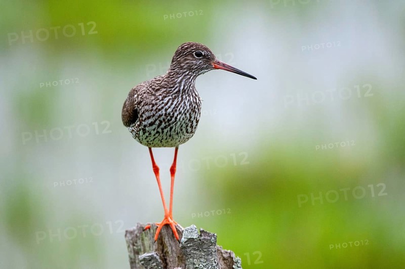 Redshank, redshank, Sweden, Tringa Totanus, birds, charadriiformes, limikolen, snipe birds, scolopacidae, Sweden, birds, waders, Öland