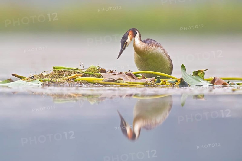 Great Crested Grebe (Podiceps cristatus) on nest, Bavaria, Germany