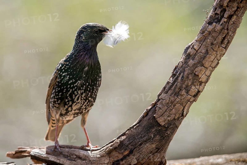 Star, Starling, Sturnus Vulgaris, Birds, Feather, Nest Building, Passeri, Songbirds, Birds