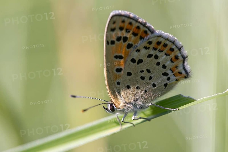 Brown moth, Lycaena tityrus, sulfur bird, sooty purple-edged copper, birds, butterfly, insects, butterfly, butterflies, butterflies