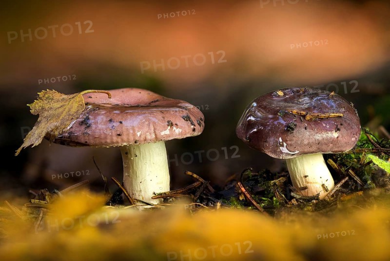 Fast-mild dove, Russula aquosa, marsh foe, marsh dove, watery bog dove, fungi, fungus, mushrooms, falcon