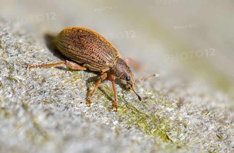 Coppery broad-nosed weevil, coppery weevil, polydrusus mollis, beetle, coleoptera, insects, beetles