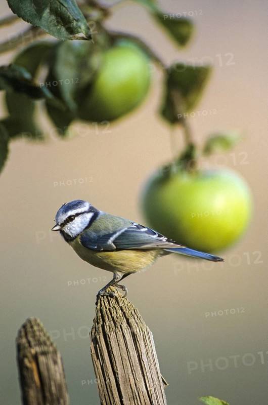 Blue tit, parus caeruleus, birds, garden, garden fence, garden fence, high size, portrait format, tits, passeri, songbirds, songbirds, tits, birds