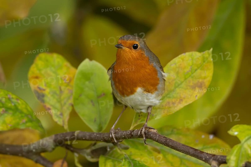 European robin (Erithacus rubecula) adult garden bird in a magnolia tree with autumn colour leaves, England, United Kingdom