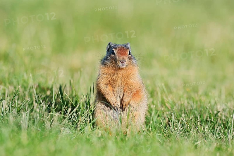 Columbia ground squirrel (Urocitellus columbianus, Spermophilus columbianus), juvenile, Waterton Lakes National Park, Alberta, Canada