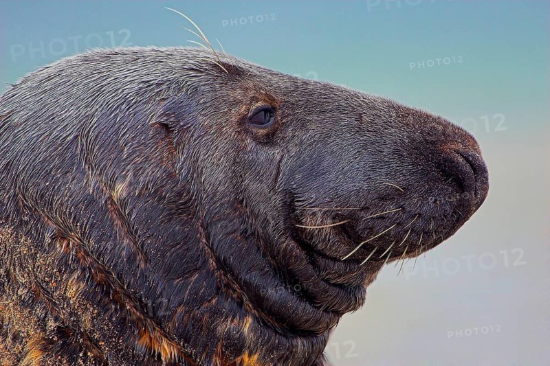 Animals, mammals, seal, grey seal, Grey Seal, Heligoland island, Germany