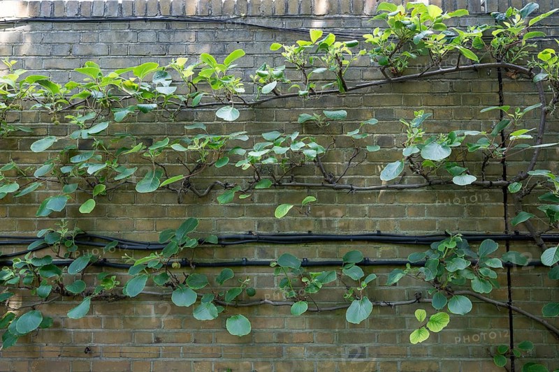 A kiwi or Chinese gooseberry (Actinidia deliciosa) growing on a wall, Chelsea Physic Garden, a historic botanical garden and the oldest botanical garden in London, founded in 1673 by the Worshipful Society of Apothecaries, Chelsea, England, United Kingdom, Great Britain