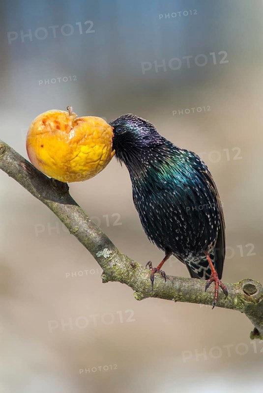 Star, Starling, Sturnus Vulgaris, Birds, Garden, High Size, Portrait, Passeri, Songbirds, Birds