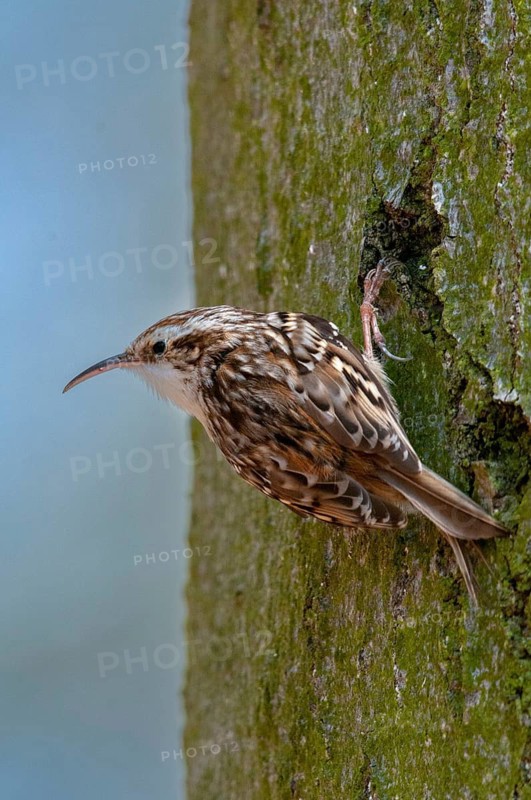 Certhia brachydactyla, horticultural tree runner, short-toed treecreeper, tree runner, birds, high size, portrait, passeri, songbirds, birds