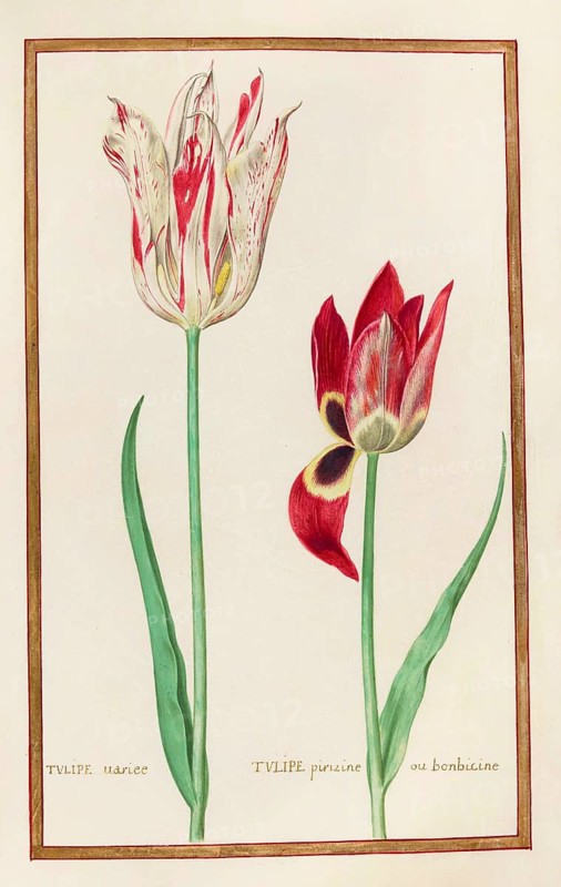 Tulips, Historical, digitally enhanced reproduction from Theatrum florae (1624) by Daniel Rabel (1578 - 1637)