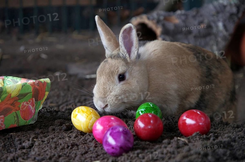 Rabbits (Oryctolagus cuniculus, domestic form), Easter, cute, Easter Bunny, a pet rabbit with lots of colourful Easter eggs