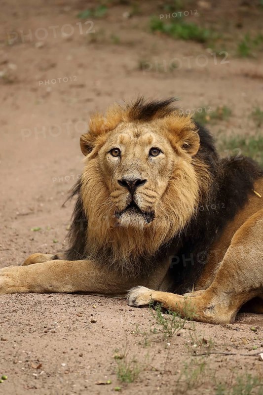 A majestic lion lies relaxed on the ground in a natural setting, lion (Panthera leo), male, portrait, alert, in captivity