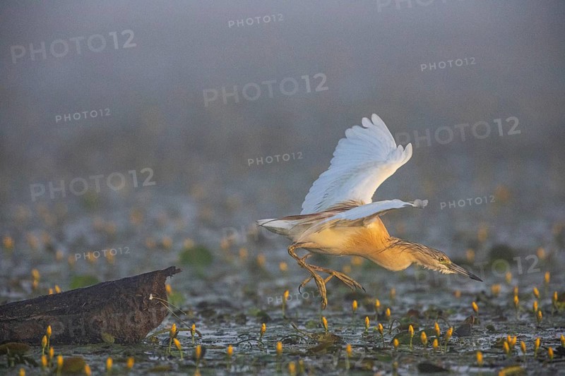 Squacco Heron (Ardeola ralloides) in the fog Hungary