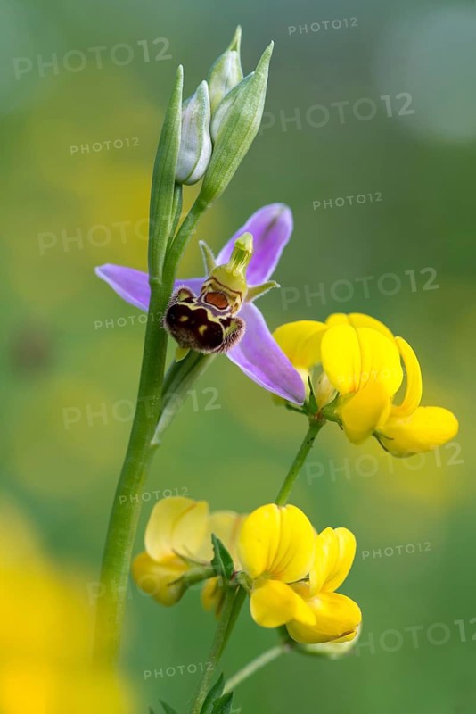 Bee ragwort, ophrys apifera, orchidaceae, orchids, orchid, bee orchid, flora, high size, vertical format, plants, plants