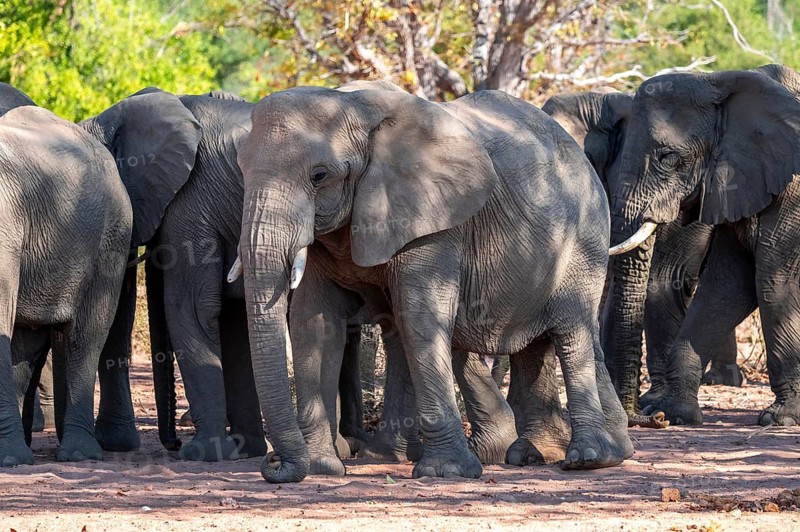 African elephant (Loxodonta africana), desert elephant, riverbed of the Ugab River, Damaraland, Kunene region, Namibia