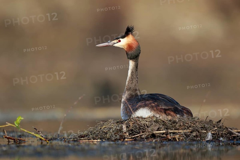 Great Crested Grebe (Podiceps cristatus) on nest, North Rhine-Westphalia, Germany