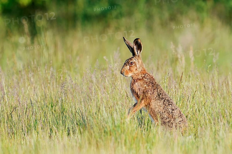 A brown hare (Lepus europaeus) stands upright in a wild meadow, North Rhine-Westphalia, Germany