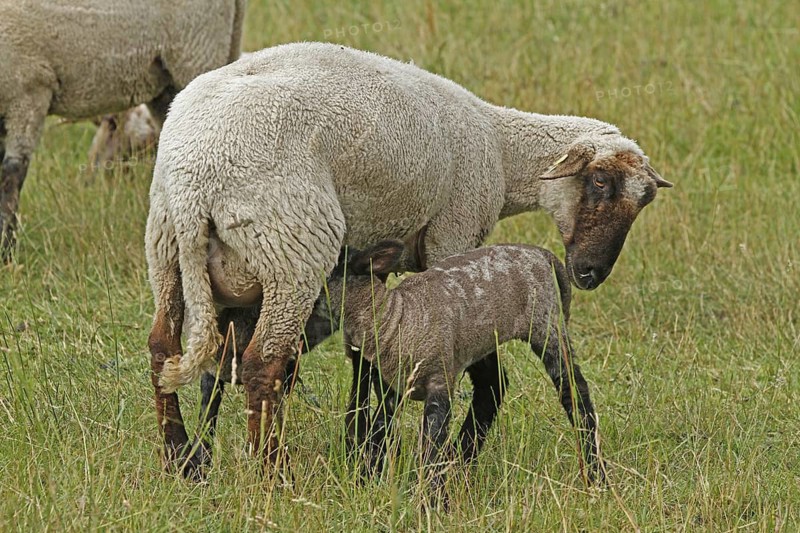 Domestic sheep (Ovis orientalis aries), ewe with lamb, Arnsberg, North Rhine-Westphalia, Germany