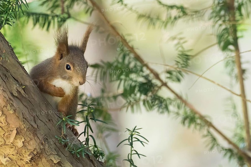 A squirrel (Sciurus vulgaris) looks curiously between the green branches of a tree, Hesse, Germany