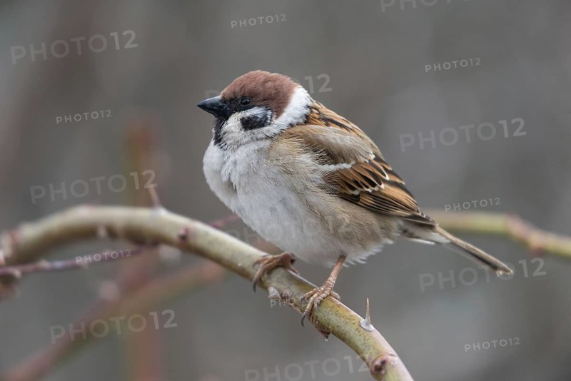 Tree sparrow, Passer Montanus, sparrow, tree sparrow, birds, male, passeri, songbirds, sparrow, sparrow, sparrow, sparrow, sparrow, sparrow, birds