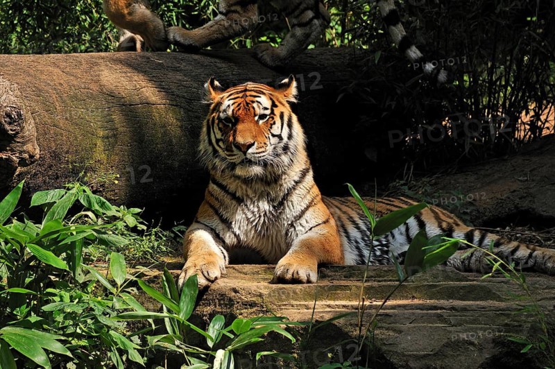 Siberian tiger (Panthera tigris altaica) lying in front of a tree trunk, Nuremberg Zoo, Am Tiergarten 30, Nuremberg, Middle Franconia, Bavaria, Germany