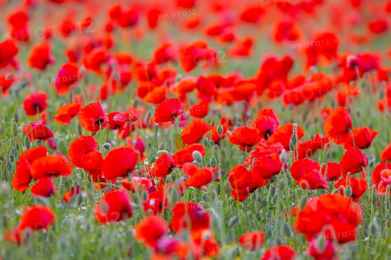 Common poppies, red poppy, corn poppies (Papaver rhoeas) flowering in meadow, grassland showing buds and flowers in spring