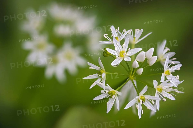 Alliaceae, Allium ursinum, wild garlic, garlic spinach, leeks, leeks, ramsen garlic, wild herre, wild garlic, gypsy garlic, buckrams, flora, plants, plants, Ramsons, wild garlic