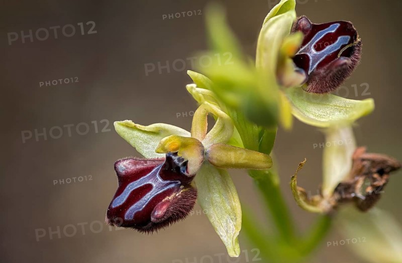Black Ophrys, Granelli, Italy, Ophrys Atrata, Ophrys Incubacea, Orchidaceae, Orchids, Orchid Plants, Pantani Cuba and Longarini, Black Ragwurz, Migratory Bird Sanctuary Pantani Cuba & Longarini, Flora, Italy, Plants, Sicily, Foundation for Biodiversity