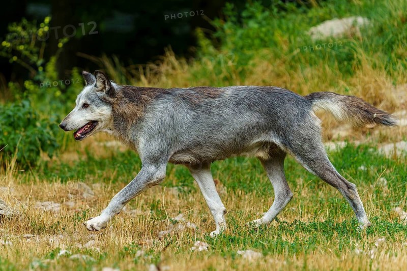 Timberwolf, wolf, American wolf (Canis lupus lycaon), Germany: A grey wolf moves across a grassy plain in a natural wildlife habitat