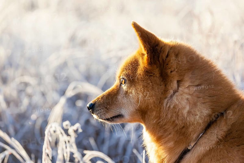 Animals, mammals, dogs, dog, portrait, winter, Finnish Spitz in the morning sun, Lapland, Finnish Lapland, Finland