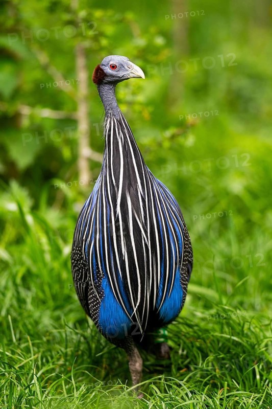 Vulturine guinea fowl (Acryllium vulturinum) walking on a meadow, Bavaria, Germany