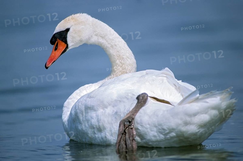 Cygnus olor, mute swan, anatidae, birds, duckbirds, mute swan, male, swan, swans, swans, birds, waterbirds, waterbirds