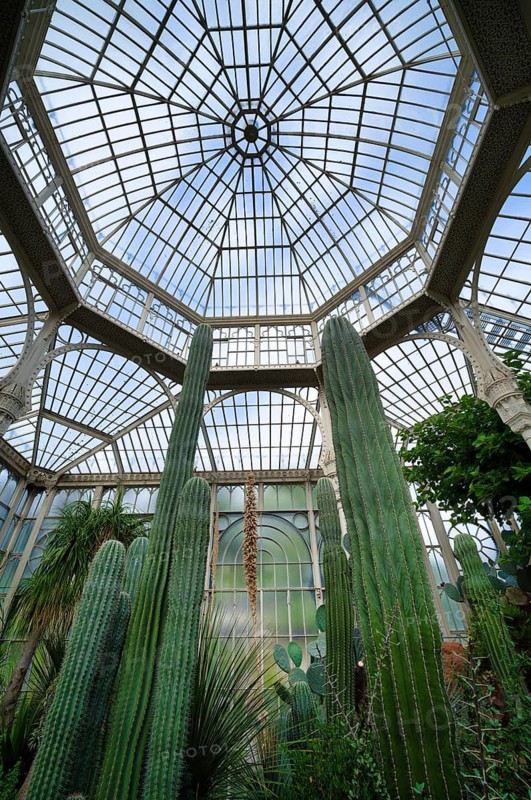 Interior view of cactus, cactus in a greenhouse, Wilhelma, Zoological-Botanical Garden, Stuttgart, Baden-Württemberg, Germany
