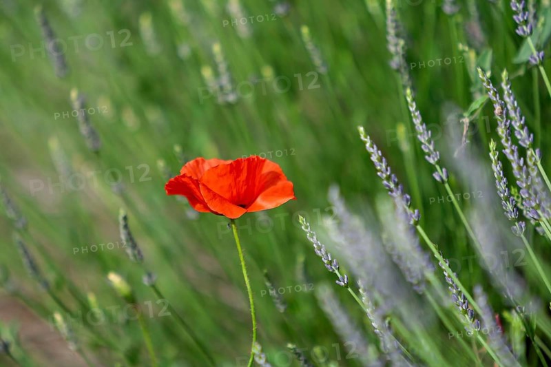 Poppies in lavender fields, Provence, France
