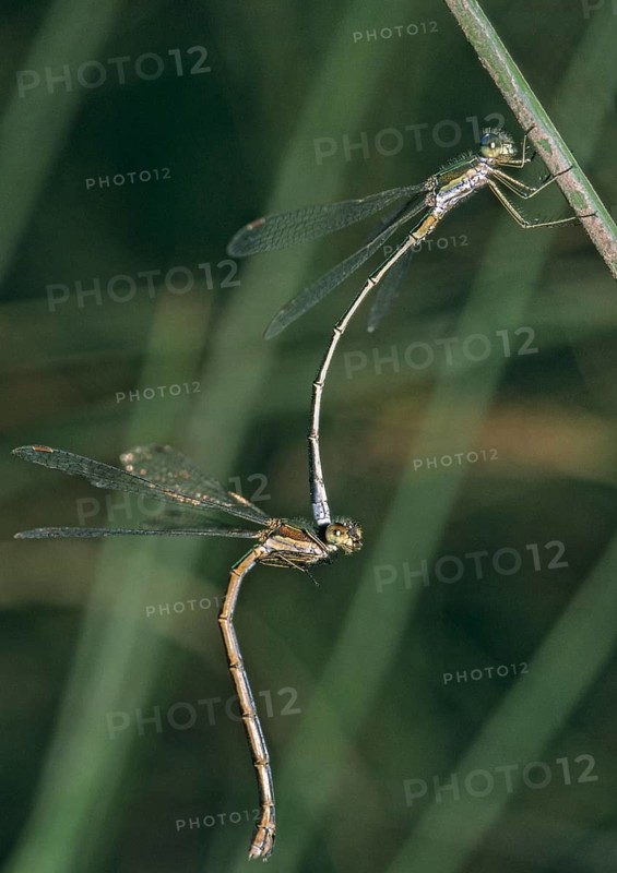 Little ruismaids, lestes virens, small spreadwing, couple, damselflies, dragonflies, female, high size, portrait format, insects, leo, dragonflies, male, odonata, mating chain, female, zygoptera