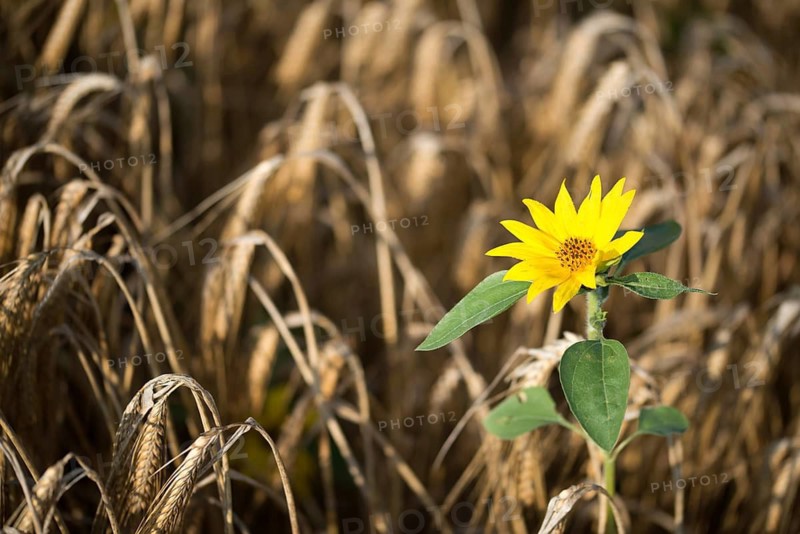 Asteraceae, annual sunflower, common sunflower, helianthus annuus, daisy, common sunflower, flora, plants, plants, sunflower