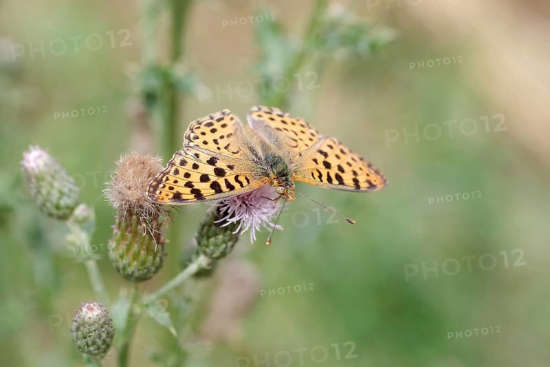 Queen of Spain fritillary (Issoria lathonia), macro, Spear Thistle, nectar, Germany