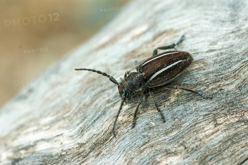 Neodorcadion bilineatum, bilineatum, longhorn beetle, Greece, insects, insects, beetles