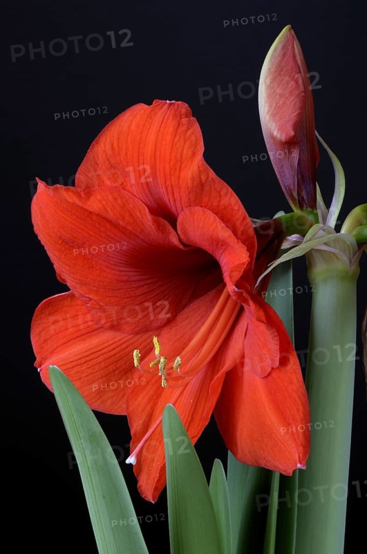 Amaryllis, Knight Star, Hippeastrum hybrids