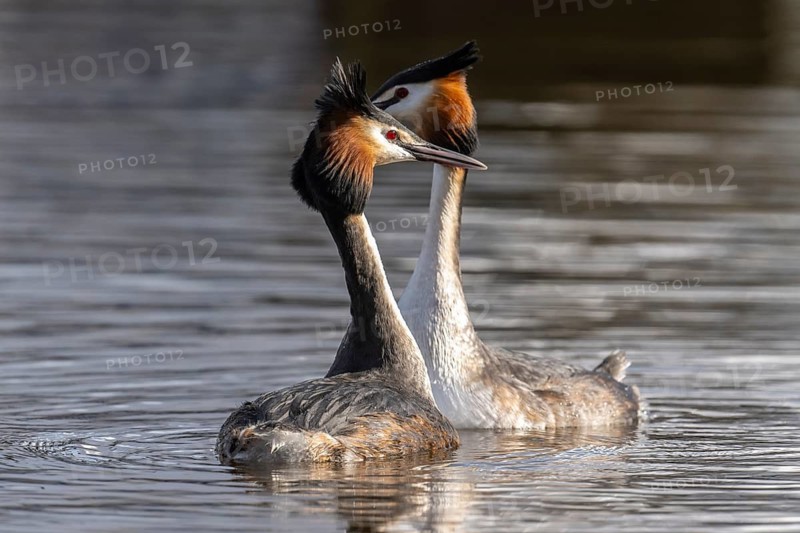 Great Crested Grebe (Podiceps Scalloped ribbonfish) Courtship, Emsland, Lower Saxony, Germany