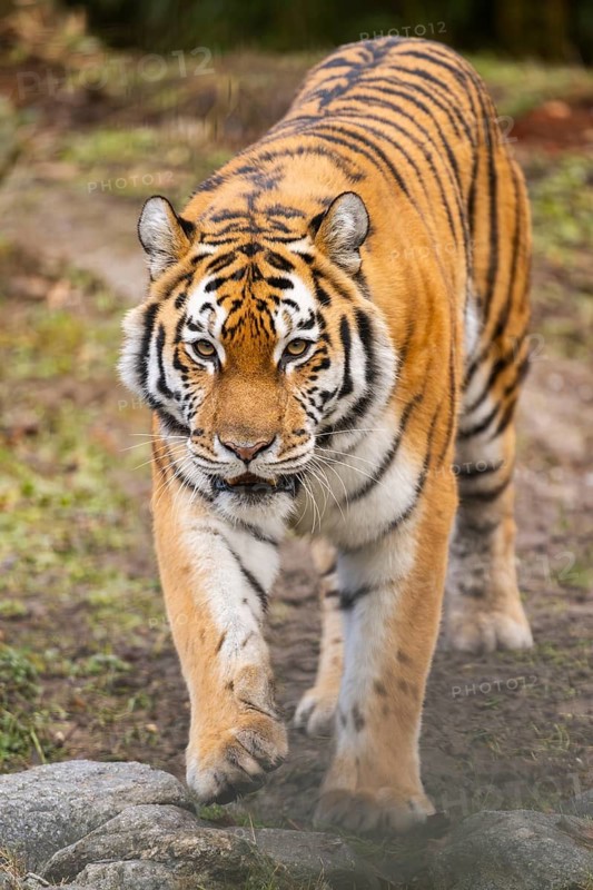Siberian tiger (Panthera tigris tigris) walking in a forest, captive, incidence in Russia and Northeast China