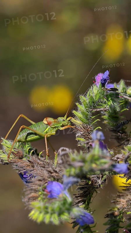 Steppe saddle grasshopper (Ephippiger ephippiger), Male, in a vineyard, on Viper's bugloss (Echium vulgare), with bokeh in the background, leaf-feeding grasshoppers, long-horned grasshoppers, Germany's Red List, specially protected species, critically endangered, Cochem, Moselle, Rhineland-Palatinate, Germany